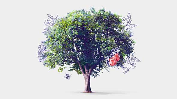 A tree with apples; image used for HSBC Malaysia Amanah Premier